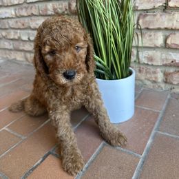 Green boy - Red  male Goldendoodle puppy in Arlington, Texas from DFW Doodles