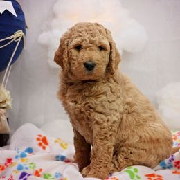 Goldendoodle Puppies from Null Doodles
