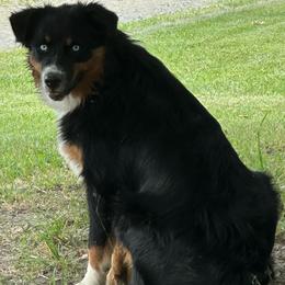 Thyme - Australian Shepherd