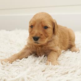 Zazu - Dark blue collar - Apricot male Goldendoodle puppy in Arlington, Washington from Anderson Goldendoodles