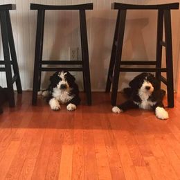 Bernedoodle and Sheepadoodle Puppies from Luvmydoodle