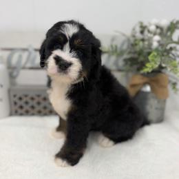 Miss Sierra - Tri-color female Bernedoodle puppy in Hegins, Pennsylvania from Bubbling Springs Doodles, LLC