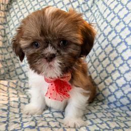 Blue - Liver and white male Shih Tzu puppy in Hemet, California from Aloha Shih Tzu