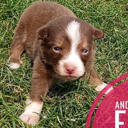 Anna - Red tri female Miniature Australian Shepherd puppy in Kettle Falls, Washington from Ellie's Miniature Australian Shepherds