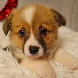 Scout-Full length tail - Red male Pembroke Welsh Corgi puppy in Deming, New Mexico from Dragon Ridge Corgis