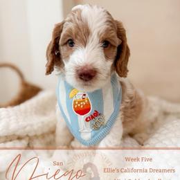 Diego - Parti male Goldendoodle puppy in California City, California from Summer Sun Doodles