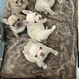 Jamal - Cream male French Bulldog puppy in Grand Prairie, Texas from Avelar’s Top Shelf Frenchies