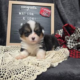4 pink collar girl - Black and tan female Pembroke Welsh Corgi puppy in Harrisburg, Illinois from Parish Corgis
