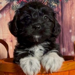 Melchior - Black and white male Havanese puppy in Clermont, Florida from Country Sweet Havanese and Creative Coaching