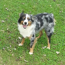 Buddy - Miniature Australian Shepherd