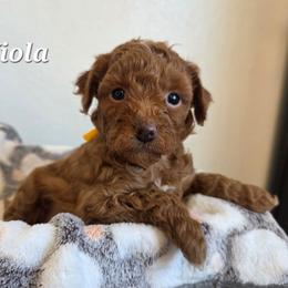 Viola - Red  female Poodle puppy in Blackfoot, Idaho from Draper Mountain Doodles