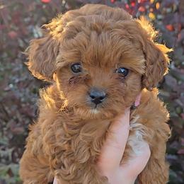 Petunia - Red female Cavapoo puppy in Blackfoot, Idaho from Rocky Desert Goldens and Cavaliers