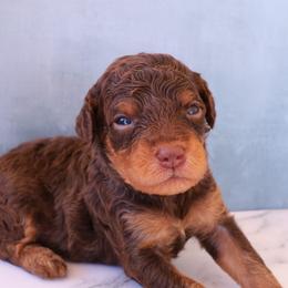 Reese - Red phantom male Aussiedoodle puppy in Apache Junction, Arizona from Loving Doodle