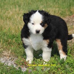 Joy, full tail, blue eyes - Black tri female Miniature American Shepherd puppy in Hillsdale, Michigan from Faithwalk Aussies and Mini American Shepherds