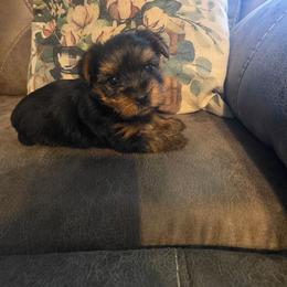 Ava (Purple) - Black and tan female Yorkshire Terrier puppy in Fayetteville, Tennessee from Mina's Yorkies