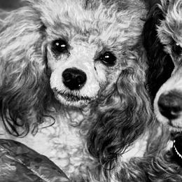 Poodles from Fido Dei Poodles