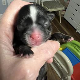 Royal blue-Brody - Brindle and white male Shih Tzu puppy in Mays Landing, New Jersey from Fancy Paws Shorkies & Shih Tzus