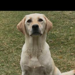 Sadie Mae - Labrador Retriever