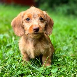 Celeste - Wheaten female Dachshund puppy in Lebanon, Ohio from Golden Acres Dachshunds