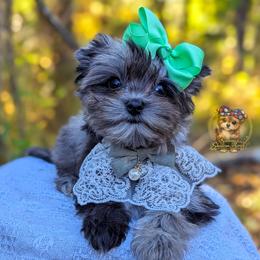 Korean Merle Yarrow - Merle male Morkie puppy in Barren Springs, Virginia from Seeking Shalom Acres Maltese, Maltipoos & Havamalts