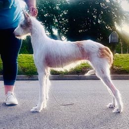 Frenchie - Ibizan Hound