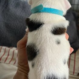 Staffordshire Bull Terrier Puppies from 1LoveStaffies-Hawaii