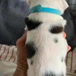Staffordshire Bull Terrier Puppies from 1LoveStaffies-Hawaii