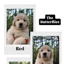 Girl 1 - Golden female Golden Retriever puppy in Harlem, Georgia from Aveline Goldens
