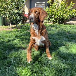 Goldendoodle Puppies from Cali Doodles
