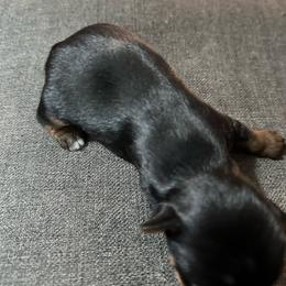 Finn - Black and tan male Yorkshire Terrier puppy in Bruceville, Indiana from Baby Girl’s Yorkies, Shih-Tzu, Shorkies