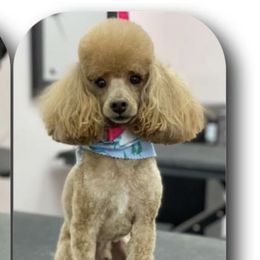 Elmo - Poodle