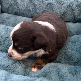 Rodeo - Red tri male Miniature Australian Shepherd puppy in Greensboro, North Carolina from Mike & Josh- Small Mini/Toy Aussies