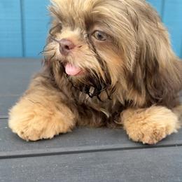 Shih Tzu Puppies from Mosley Kennel Shih Tzu