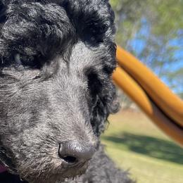 Poodles from Pure-Poodle