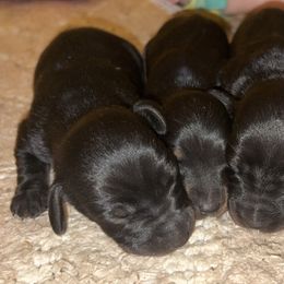 Dachshund puppies from Riverside Doxies
