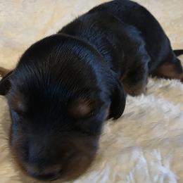 Alisa - Black and tan female Dachshund puppy in Dade City, Florida from Kingpindoxies