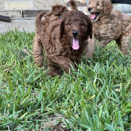 Boykin Spaniel and Goldendoodle Puppies from Double Shot Boykins