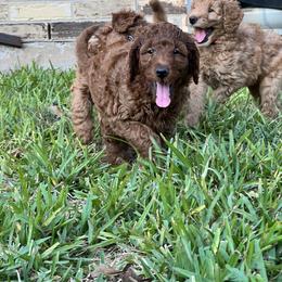 Boykin Spaniel and Goldendoodle Puppies from Double Shot Boykins
