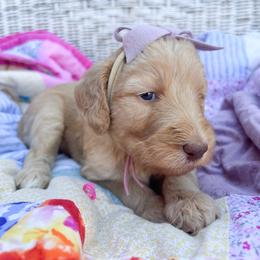 Lavender collar - Apricot female Goldendoodle puppy in San Antonio, Texas from Pasatiempo Ranch