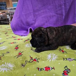 Big boy - Black brindle male Cane Corso puppy in Winchester, Virginia from Paladin's Cane Corsos