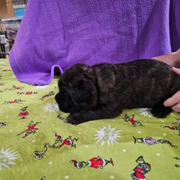 Big boy - Black brindle male Cane Corso puppy in Winchester, Virginia from Paladin's Cane Corsos