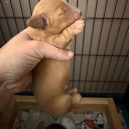 Red boy - Red male Dachshund puppy in Kelso, Washington from New Age Doxies