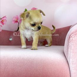 Titan - Fawn male Chihuahua puppy in Anderson, South Carolina from Lil Treasures Chihuahuas