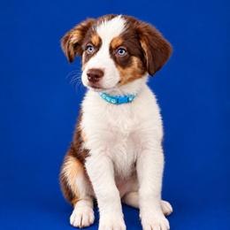 Carter - Red tri-color male Australian Shepherd puppy in Alamogordo, New Mexico from Two Nichols Aussies