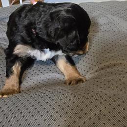 Bella - Beige - Tri-color female Bernedoodle puppy in Carlisle, Iowa from Farnsworth Bernedoodles