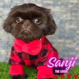 Sanji - Chocolate male Shih Tzu puppy in San Tan Valley, Arizona from My Puppy Tzu