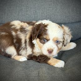 Paisley - Red merle female Toy Australian Shepherd puppy in Ivanhoe, Virginia from P3 Kennel