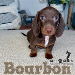 Bourbon - AKC - Chocolate and tan male Dachshund puppy in Kemp, Texas from Koli Acres
