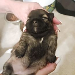 Shih Tzu Puppies from Peterson Shih Tzus