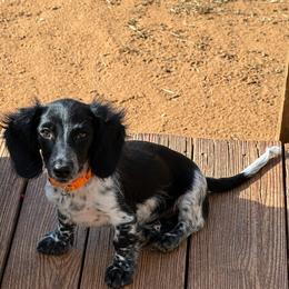 Oscar - Piebald male Dachshund puppy in Midland, Texas from The Barefield Doxies